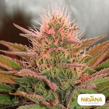 Bubblelicious planta de marihuana