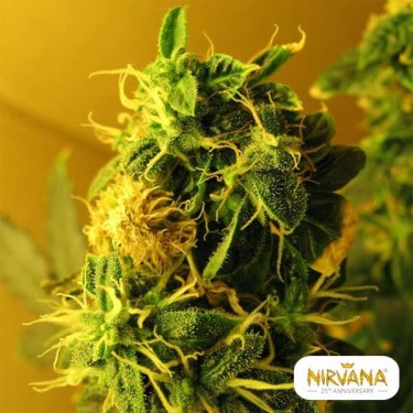 Northern Light Autofloreciente planta de marihuana