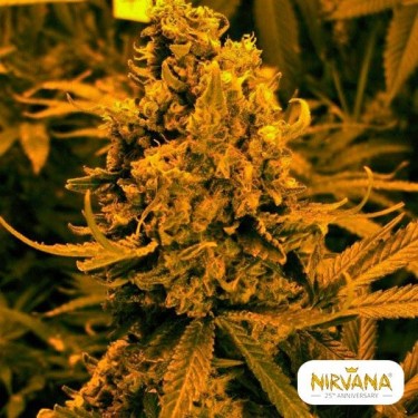 Blueberry Kush Autofloreciente planta de marihuana