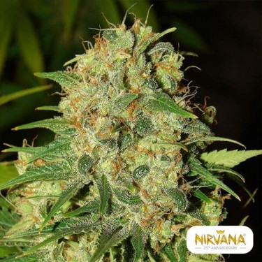 Master Kush regular planta de marihuana