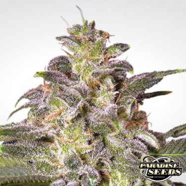 Magic Bud planta de marihuana