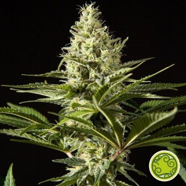 Black Bomb planta de marihuana