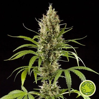 Easy Haze/K 13 Haze planta de marihuana