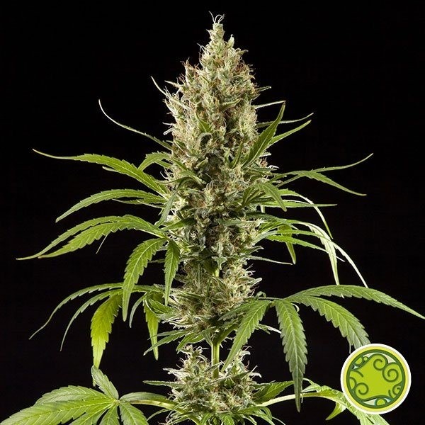 Easy Haze/K 13 Haze planta de marihuana