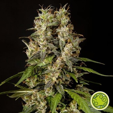 Sweet Love planta de marihuana