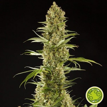 Sugar Pop planta de marihuana