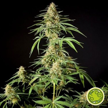 Philo Skunk/Gokunk planta de marihuana