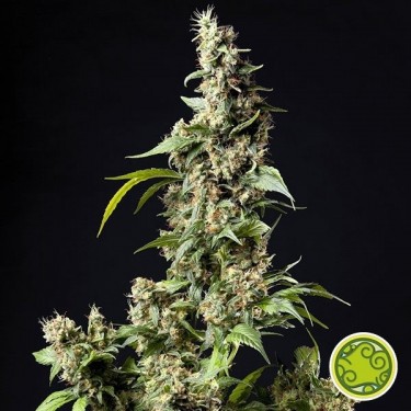 Orange Candy/Naranchup planta de marihuana