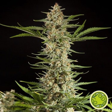 Fraggle Skunk Auto planta de marihuana