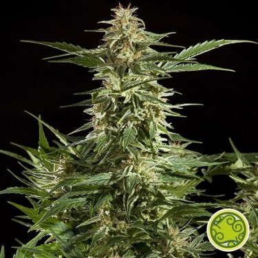 Lemon Auto CBD planta de marihuana