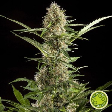 White Yoda Auto planta de marihuana