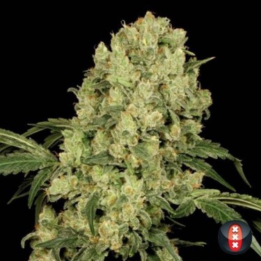 AK 47 - Serious Seeds