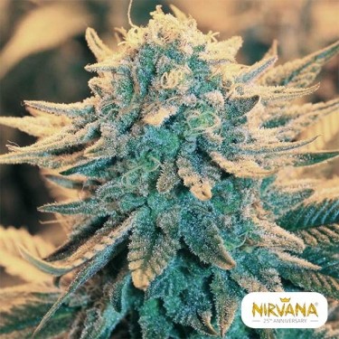 B52 - Nirvana Seeds