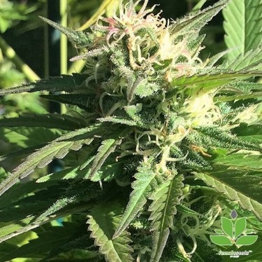 Outdoor Grapefruit