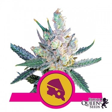 Royal Cheese Fast Flowering