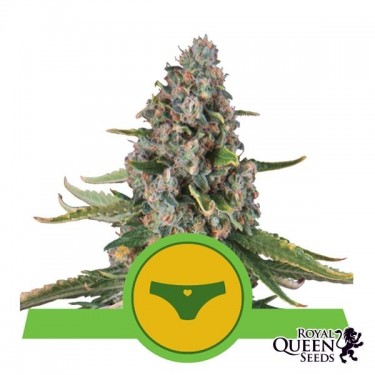 Sherbet Queen Auto