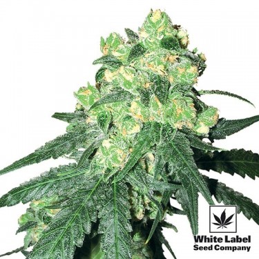 White Label Rhino Regular