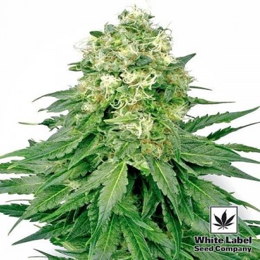 White Widow