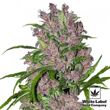 Purple Bud Automatic