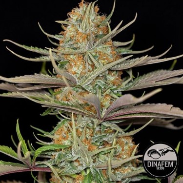 Sweet Deep Grapefruit