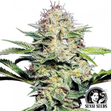 Sensi Skunk Autofloreciente