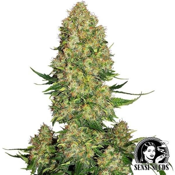 Skunk 1 Autofiorente  Sensi Seeds