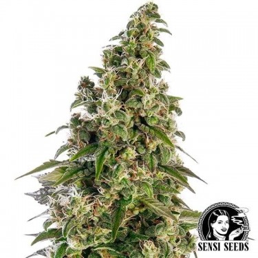 Afghani1 Automatic - Sensi...