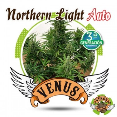 Northern Light Auto