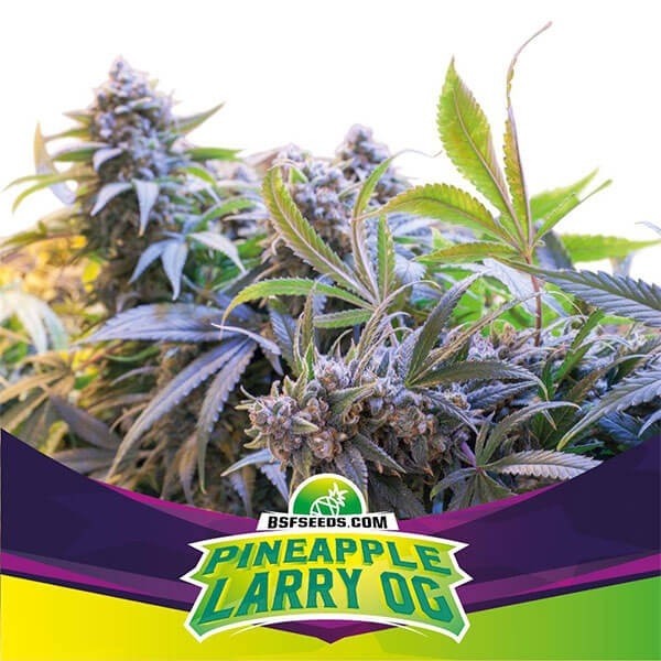 Pinneapple Larry OG