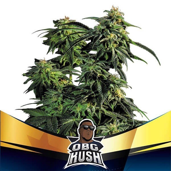 OBG Kush Faster Flowering Marijuana Plant