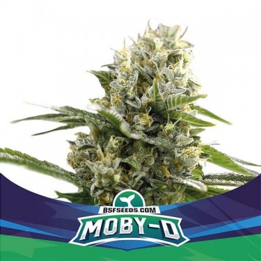 Moby-D XXL Auto