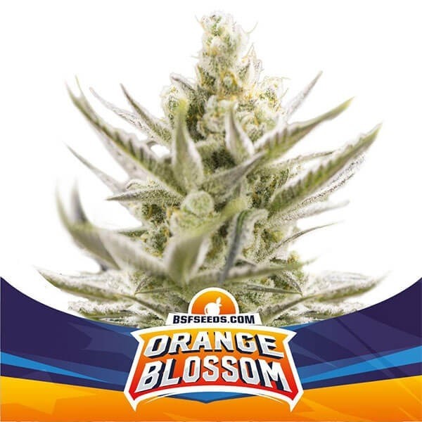 Orange Blossom XXL Auto