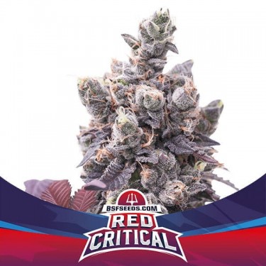 Red Critical Auto