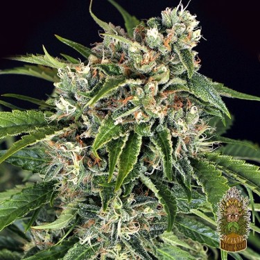 Sir Jack Auto Pure CBD