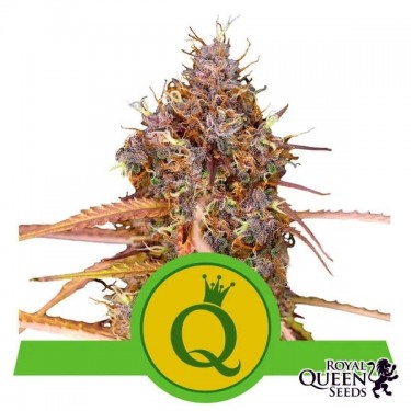 Purple Queen Automatic