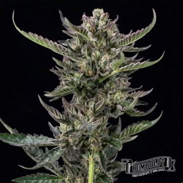 Notorious THC