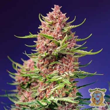 Strawberry Cola Sherbet F1...