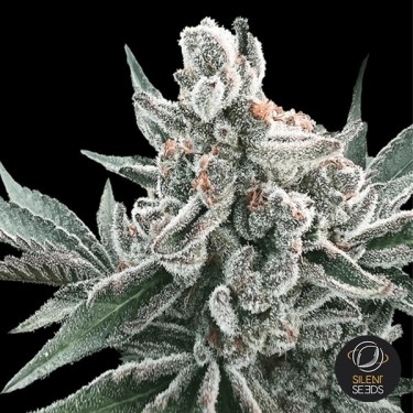 Auto Polar Gelato by...