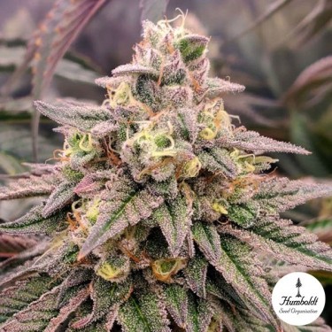 Forbidden Fruit Fast Flowering