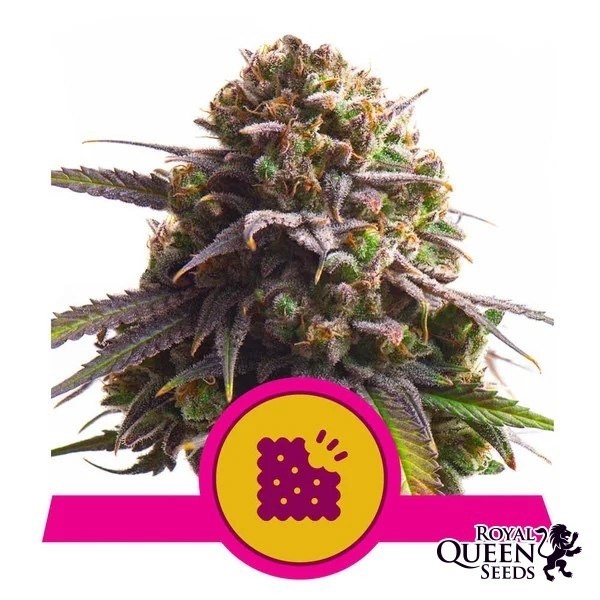 Biscotti Royal Queen Seeds