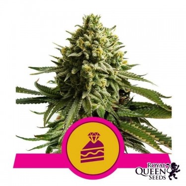 Wedding Cake Royal Queen Seeds