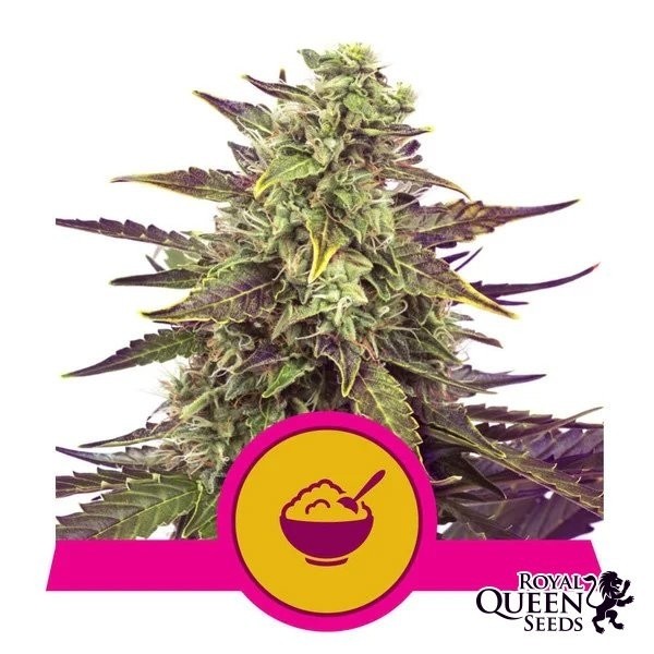 Cereal Milk Royal Queen Seeds