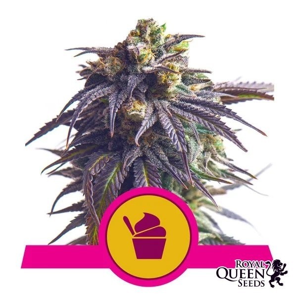 Sundae Driver Royal Queen Seeds