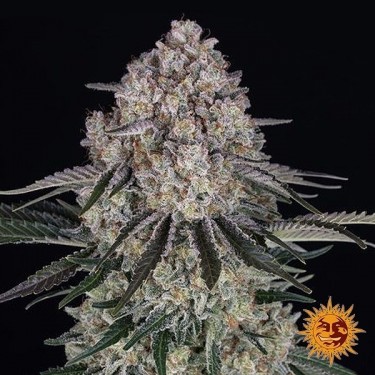 Sour Diesel Auto - Barney's...