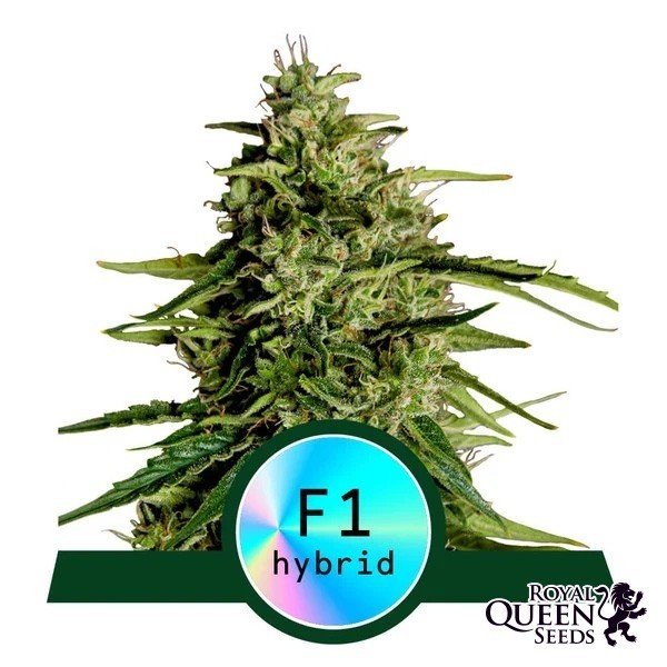 Milky Way F1 Auto