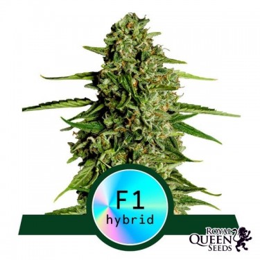 Medusa F1 Auto