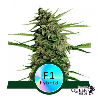 Orion F1 Auto