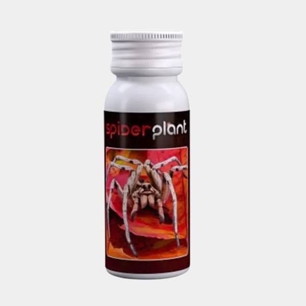 Spiderplant anti Acari