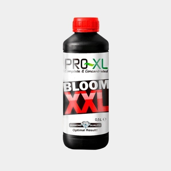 Bloom XXL