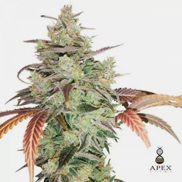 Auto Super Monkey XXL